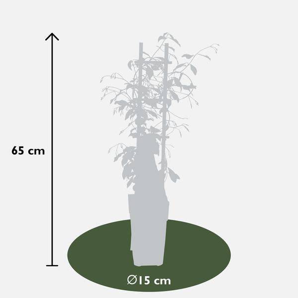 Sternjasmin - Trachelospermum 'Star of Venice' - Toskanischer Jasmin Weiß - Ø15cm - ↕65cm