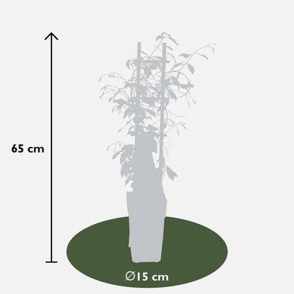 Sternjasmin - Trachelospermum 'Star of Venice' - Toskanischer Jasmin Weiß - Ø15cm - ↕65cm