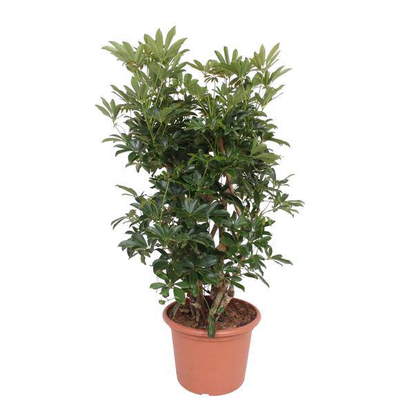 Strahlenaralie - Schefflera Arboricola Compacta - Zimmerpflanze - 140cm - ø40cm