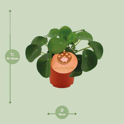 Chinesischer Geldbaum - Pilea Peperomioides - Zimmerpflanze - Ø11cm - ↕15cm 