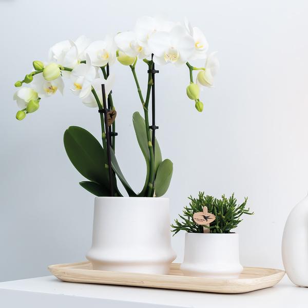 Ovales Tablett aus Bambus - Oasis of Life