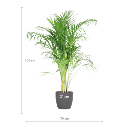 Areca-Palme Dypsis Goldfruchtpalme – Zimmerpflanze ↕100cm Ø21cm – Mit biologisch abbaubarem Viber-Topf Grau – Luftreinigende Tropenpflanze für Wohnzimmer & Büro 