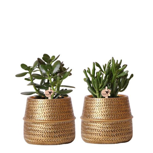 Sukkulenten 2er-Set in goldenen Rillen-Keramiktöpfen – Ø9 cm – Pflegeleichte Crassula Ovata & Crassula Hobbit – Dekorative Zimmerpflanzen für Zuhause & Büro 