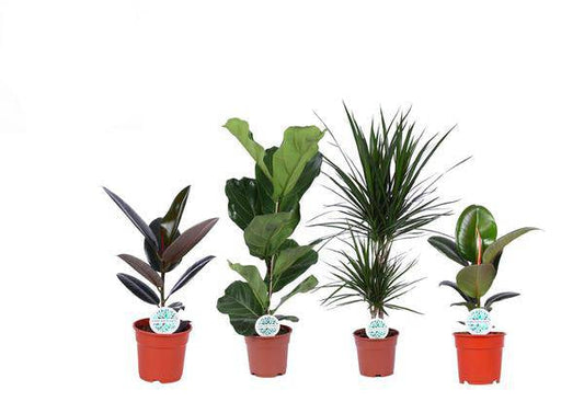 Grüner Mix Lopez – 4 Zimmerpflanzen – Ø17cm – Höhe 55-75cm – Pflegeleichte Pflanzen im Set – Raumbegrünung für Zuhause & Büro 
