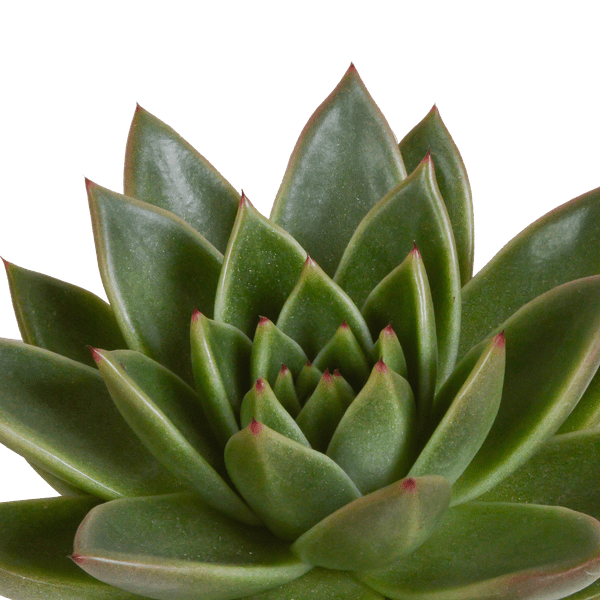 Steinrose - Echeveria Mix - Zimmerpflanze - 10,5 cm - 3 Stück - im Mexicaanse Topf