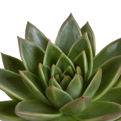 Steinrose - Echeveria Mix - Zimmerpflanze - 10,5 cm - 3 Stück - im Mexicaanse Topf