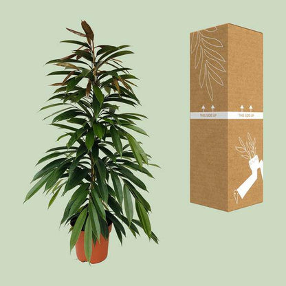 Schmalblättriger Gummibaum - Ficus Binnendijkii Amstel King - Zimmerpflanze - Ø21cm - ↕95cm