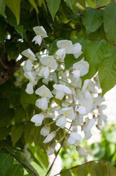 Blauregen - Wisteria floribunda 'Longissima Alba' - ↨65cm - Ø15cm - 2 Stück
