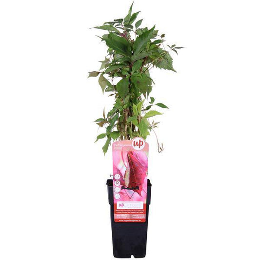 Wilder Wein - Parthenocissus q. var. 'Engelmannii' - Ø15cm - ↕65cm