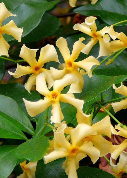 Sternjasmin - Trachelospermum 'Star of Toskana' - Toskanischer Jasmin Gelb - Ø15cm - ↕65cm