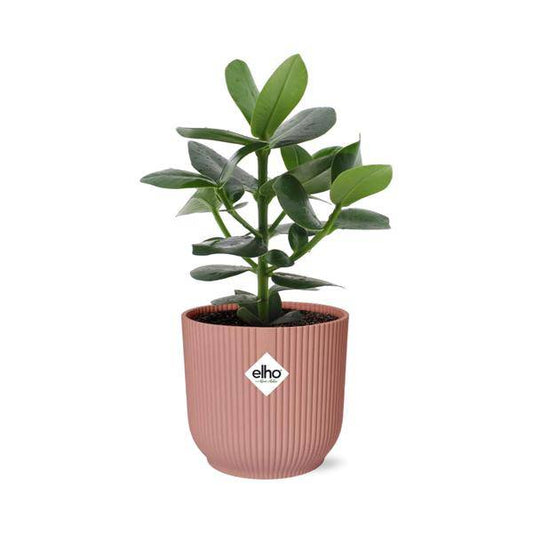 Balsamapfel - Clusia Princess - Zimmerpflanze + Topf Vibes Fold 14cm Rosa