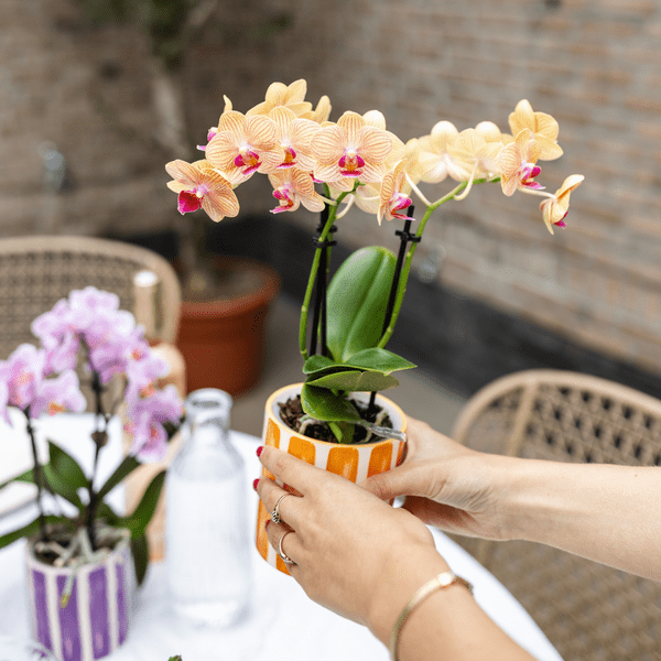 Dekotopf Keramik – Blumentopf Bemalter Streifen Orange – Ø9cm – Modernes Pflanzgefäß für Zimmerpflanzen & Deko 