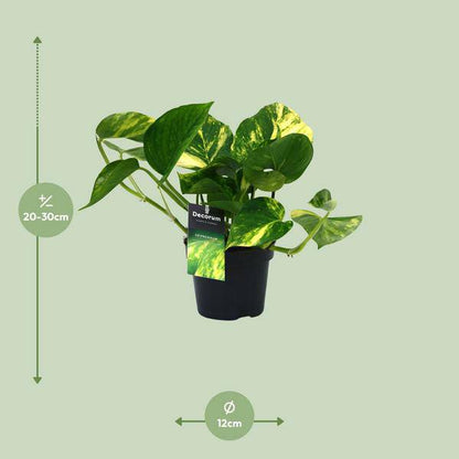 Efeutute - Scindapsus Epipremnum Aureum - Zimmerpflanze - Ø12cm - ↕25cm