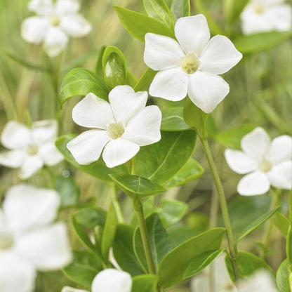 Weißes Immergrün - Vinca minor 'Alba' - ↕10-25cm - Ø9cm - 12 Stück