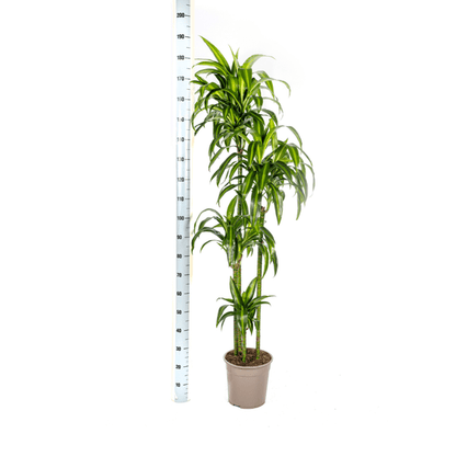 Dracaena Deremensis Hawaiianischer Sonnenschein Ø27cm - ↕180cm - Oasis of Life