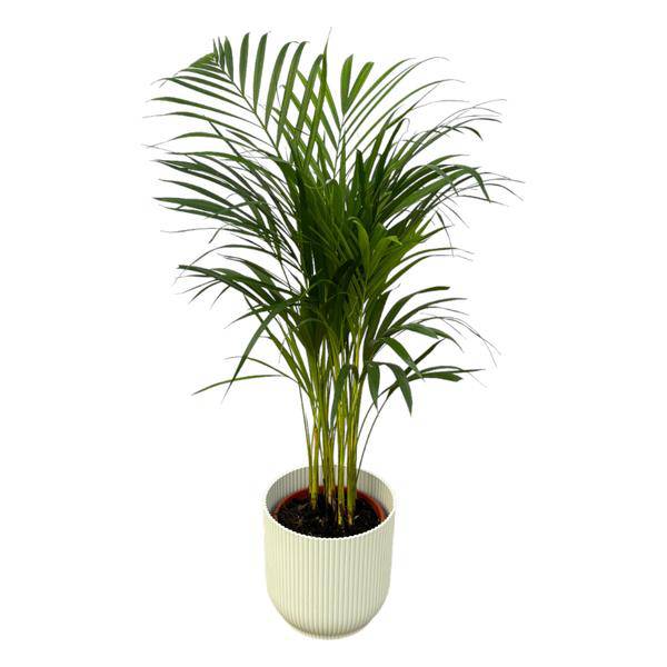 Areca Palme - Betelpalme - Zimmerpflanze - ↨85cm - Ø19cm Topf Vibes Fold Weiß D22xH20 