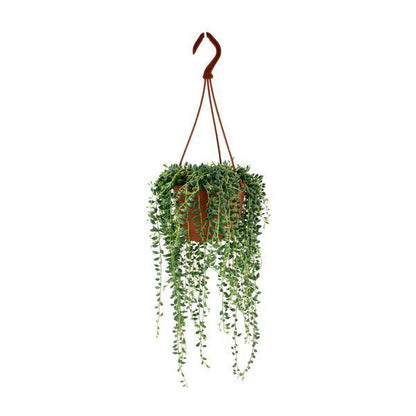 Erbsenpflanze - Senecio Herreianus - Zimmerpflanze - Ø12cm - ↕20cm