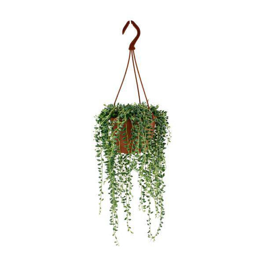 Erbsenpflanze – Senecio Herreianus – Zimmerpflanze – Ø12cm – ca. 20cm hoch – pflegeleichte Sukkulente mit hängenden Erbsen-ähnlichen Blättern 