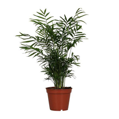 Mexikanische Bergpalme - Chamaedorea Elegans - Zimmerpflanze - Ø17cm - ↕55cm