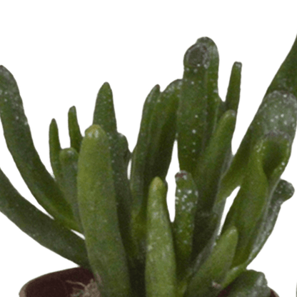 Sukkulenten - Mix - 5,5 cm - 5 Stück