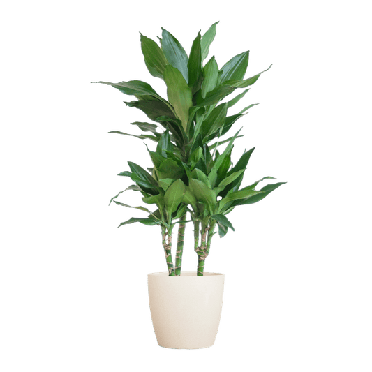 Dracaena Janet Lind 95cm – Drachenbaum Zimmerpflanze Ø21cm im weißen Viber Topf – pflegeleichte luftreinigende Grünpflanze für Wohnzimmer und Büro 