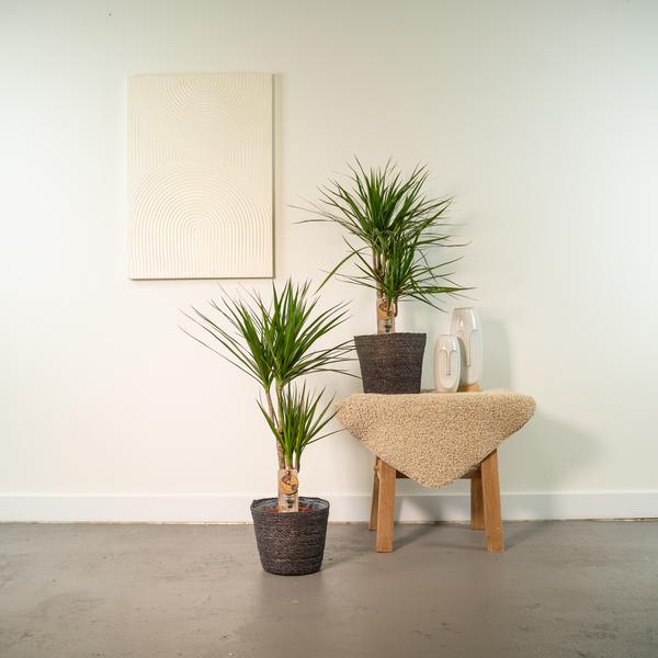 2x Dracaena - ↨90cm - Ø17cm - Oasis of Life