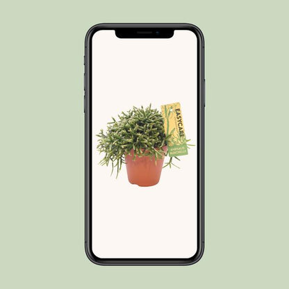 Korallenkaktus - Rhipsalis Burchellii - Ø12cm - ↕20cm