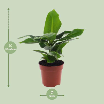 Bananenbaum - Musa 'Oriental Dwarf' - Bananenstaude - Zwergessbanane - Zimmerpflanze - Ø12cm - ↕25cm