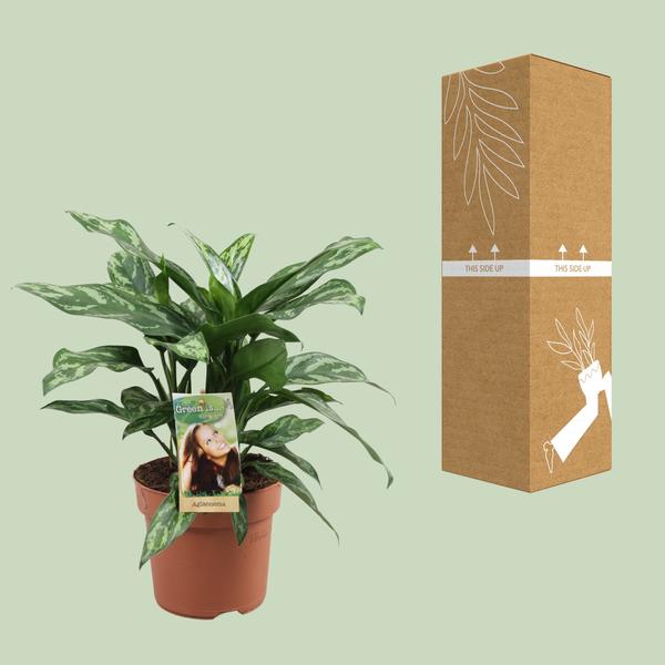 Kolbenfaden - Aglaonema Maria - Zimmerpflanze - Ø17cm - ↕40cm 