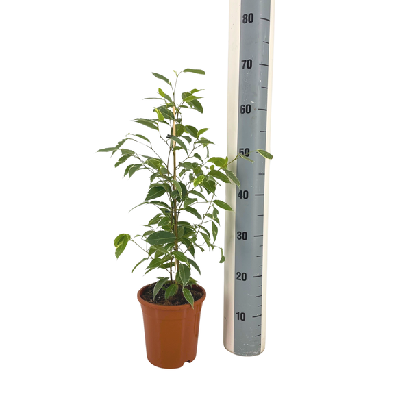 Ficus Benjamina Golden King Ø17cm - ↕60 - 80cm 