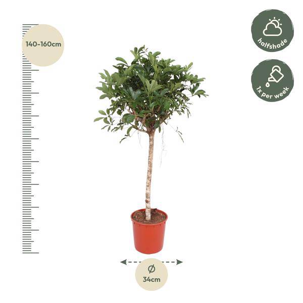 Strahlenaralie  - Schefflera Arboricola Compacta - Zimmerpflanze - 150cm - ø34cm