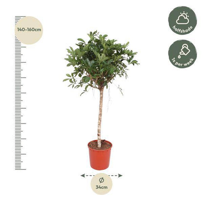 Strahlenaralie  - Schefflera Arboricola Compacta - Zimmerpflanze - 150cm - ø34cm