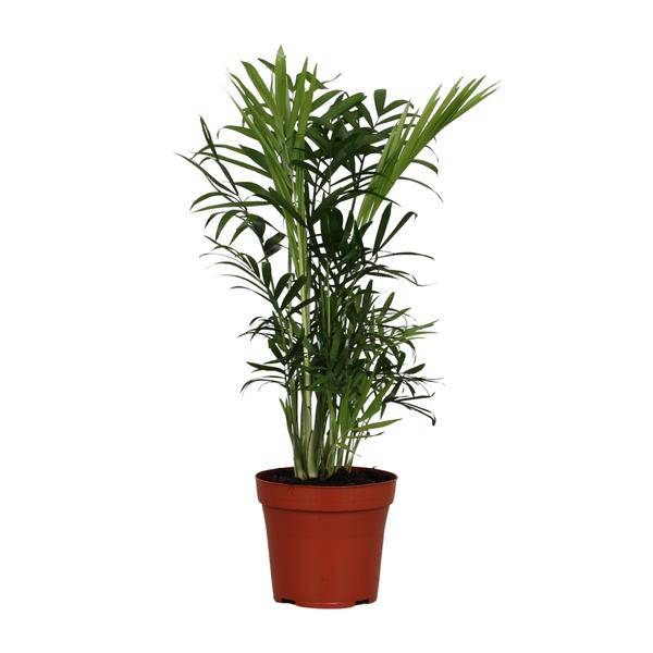 Mexikanische Bergpalme - Chamaedorea Elegans - Zimmerpflanze - Ø12cm - ↕40cm