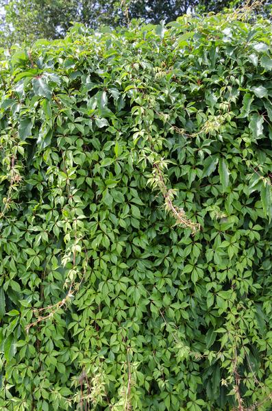 Wilder Wein - Parthenocissus q. var. 'Engelmannii' - Ø15cm - ↕65cm