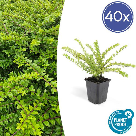 Lonicera nitida 'Maigrün' – 40 Pflanzen – Heckenmyrthe – Immergrün & Pflegeleicht – Sonnig & Schattig – Ideal für Hecken & Beete