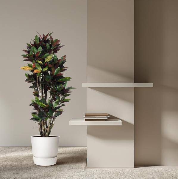 Wunderstrauch - Codiaeum Mrs Iceton - Zimmerpflanze - 140cm - ø31cm