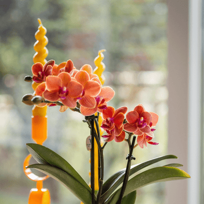 Orchidee Bolzano Orange mit Hieroglyph Ziertopf Off White Ø9cm – Elegante Zimmerpflanze im Dekotopf – Exotisches Geschenk & stilvolle Wohnraumdeko 