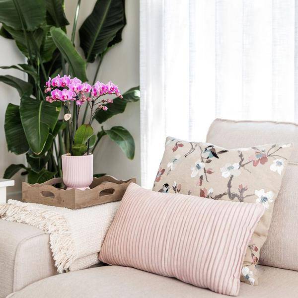 Kolibri Company - Set aus rosa gefleckter Orchidee und Sukkulente auf weißem Tablett - frisch vom Züchter - Oasis of Life