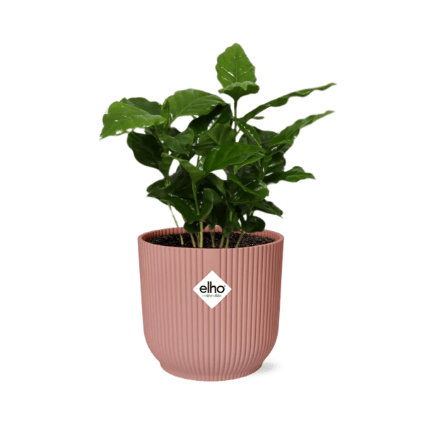 Kaffee Pflanze - Coffea Arabica - Zimmerpflanze + Topf Vibes Fold 14cm Rosa 