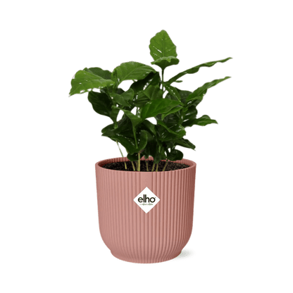 Kaffee Pflanze - Coffea Arabica - Zimmerpflanze + Topf Vibes Fold 14cm Rosa 