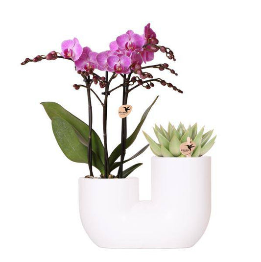 Orchidee Vienna Rosa und Sukkulente in weißem Ziertopf Ø9 cm - Zimmerpflanze - Pflanzset