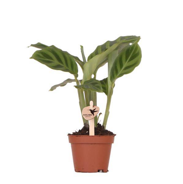 Calathea - Korbmarante - Zimmerpflanze - Ø6cm