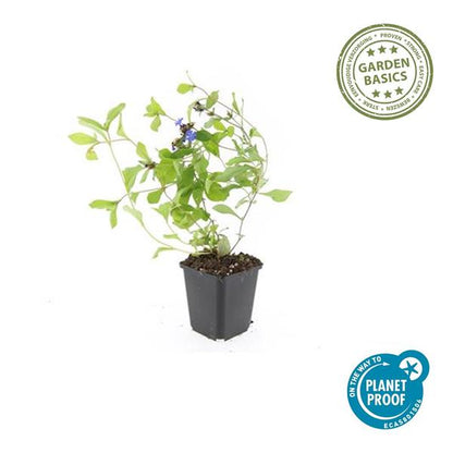 Kriechende Hornnarbe Ceratostigma plumbaginoides – 60 Pflanzen – ↕10-25cm – Ø9cm – Bodendecker mit blauen Blüten – Winterhart & pflegeleicht – Sonne & Halbschatten