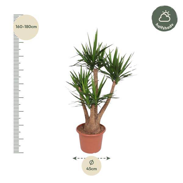 Riesen-Palmlilie - Yucca Elephantipes - Zimmerpflanze - 170cm - ø45cm