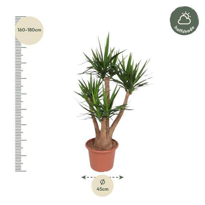 Riesen-Palmlilie - Yucca Elephantipes - Zimmerpflanze - 170cm - ø45cm
