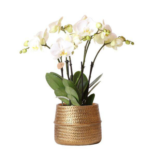 Weiße Phalaenopsis Juwel Gent Orchidee im goldfarbenen Groove Ziertopf - Topfgröße Ø12cm - Oasis of Life