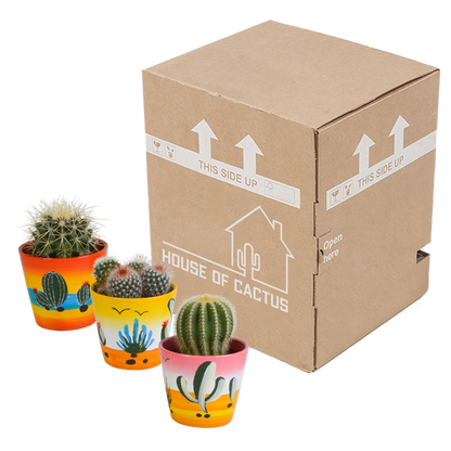 Kaktus - Bolcactus - Mix - 8,5 cm - Zimmerpflanze - im Mexicaanse-Topf