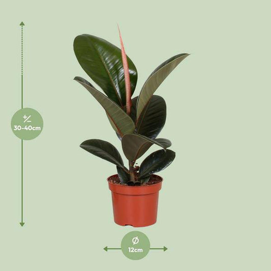 Gummibaum - Ficus Elastica Robusta - Zimmerpflanze - Ø12cm - ↕35cm 