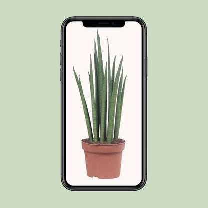 Bogenhanf - Sansevieria Mikado - Zimmerpflanze - Ø12cm - ↕40cm