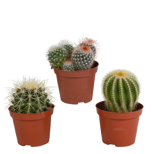 Kaktus - Bolcactus - Mix - Zimmerpflanze - 8,5 cm 